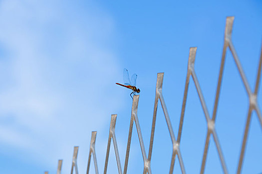 栅栏上的蜻蜓