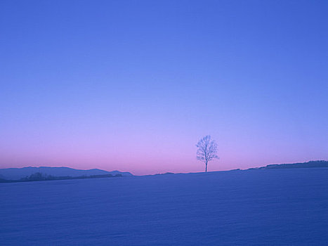 雪原