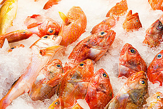 红鲷鱼,鱼肉,市场