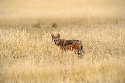 黑背狐狼,黑背豺,靠近,纳米比亚,非洲