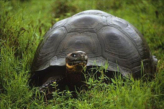 特写,巨龟,加拉帕戈斯群岛,厄瓜多尔