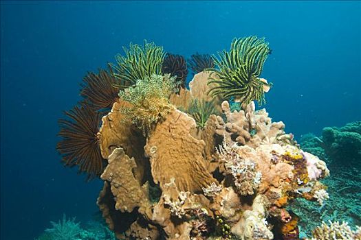 珊瑚礁,毛头星,海百合,印度尼西亚,东南亚