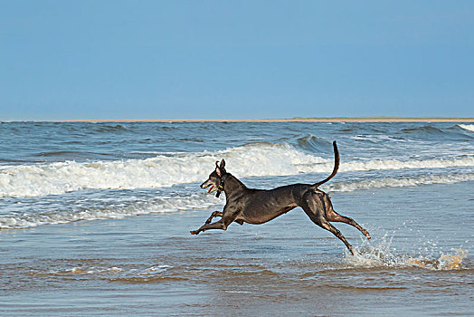 灰狗,享受,海浪