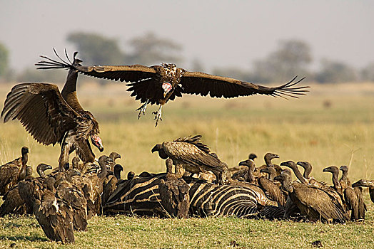 肉垂秃鹫,两个,大,秃鹰,畜体,白氏斑马,马,斑马,白背兀鹫,白背秃鹫,乔贝国家公园,博茨瓦纳,非洲