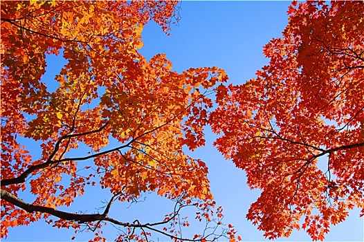 橙色,枫树,秋叶