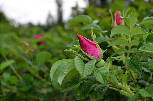 玫瑰花蕾,花