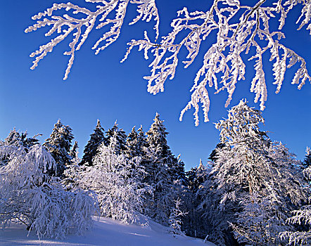 树,粗厚,霜,雪,仰视,天空,图林根州,德国,欧洲