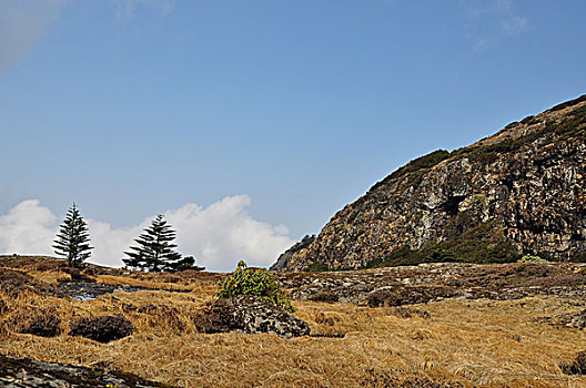 高山草甸