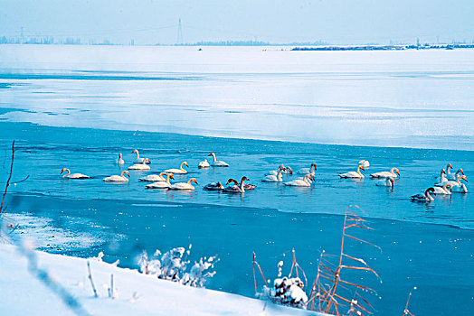 湖泊,湖面,冰,天鹅,堤岸