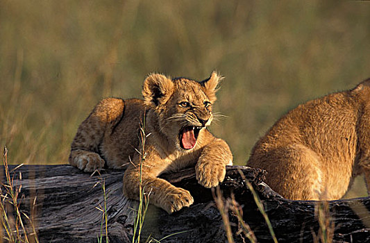 非洲狮,狮子,幼兽,哈欠,肯尼亚