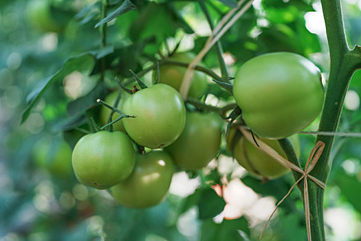 羊城广州初冬农科院菜园菜心菜地里的指天椒