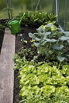 莴苣,蔬菜,温室