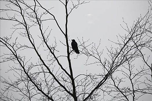 乌鸦,栖息,树上,冬天
