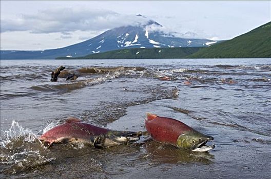 红大马哈鱼,红鲑鱼,一对,死亡,卵,堪察加半岛,俄罗斯