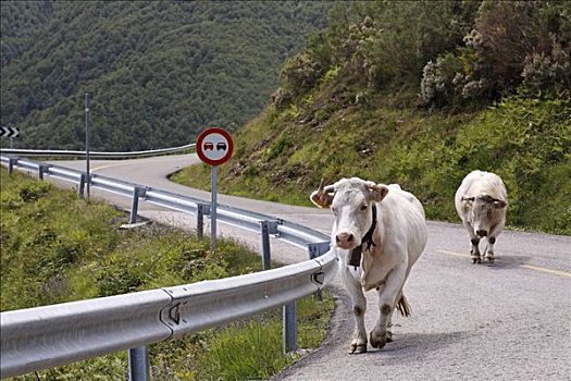 牛,途中,坎塔布里亚,西班牙