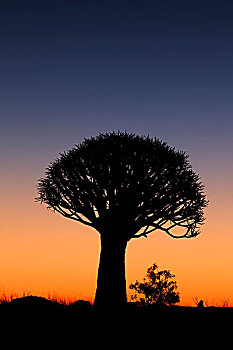 震动,树,日落,基特曼斯胡普,纳米比亚,非洲