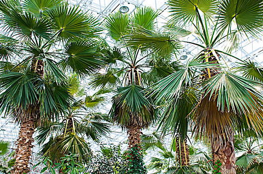 许多,棕榈树,温室