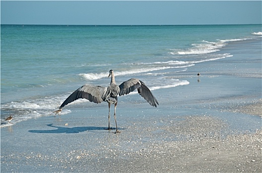 大蓝鹭,滨鸟,佛罗里达,海滩