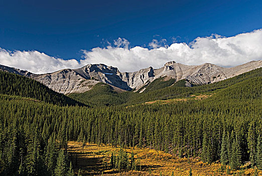 树林,落基山脉,艾伯塔省,加拿大