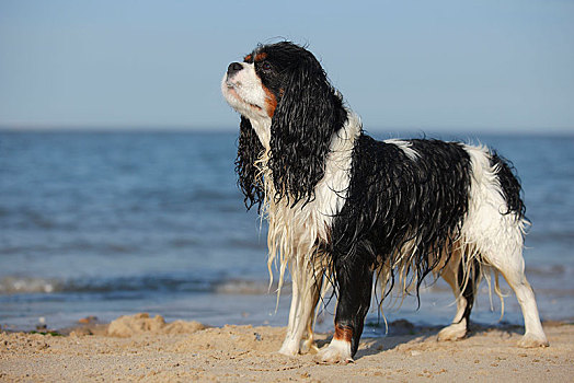 查尔斯王犬,三种颜色,雄性,湿,毛皮,站立,海滩,特塞尔,荷兰
