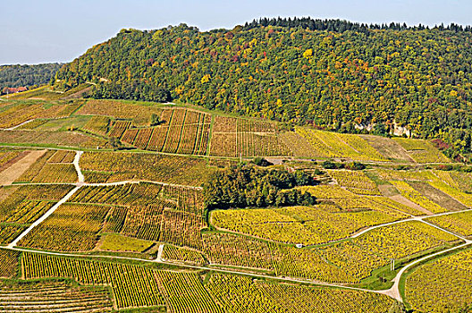 葡萄园,酒用葡萄种植区,法国,欧洲