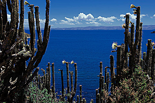 仙人掌,提提卡卡湖,科巴卡巴纳,玻利维亚,南美