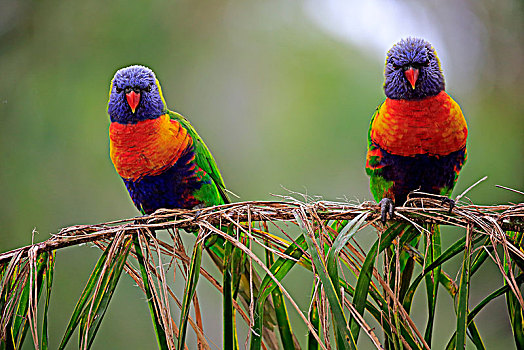 彩虹,彩虹鹦鹉,动物,坐,夫妇,芦苇,可爱,溪流,南澳大利亚州,澳大利亚,大洋洲