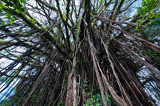 巨大,菩提树,榕属植物,瓦努阿图,大洋洲