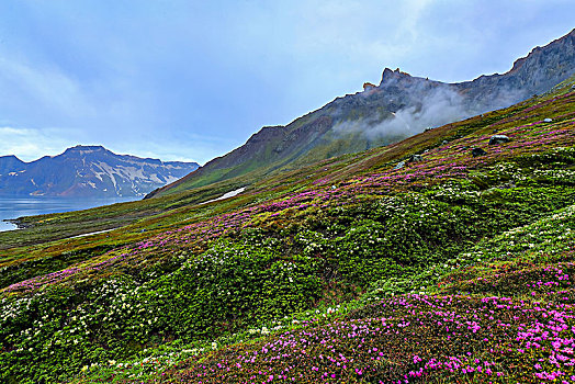 长白山高山花卉