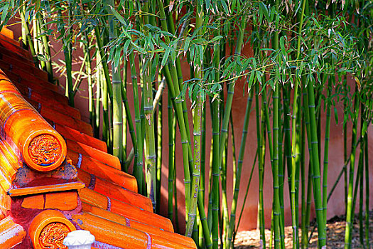 北京景山公园一角的翠竹