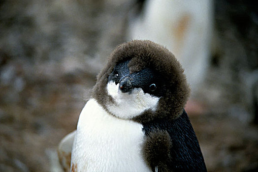南极,阿德利企鹅,幼禽,7-8星期,老