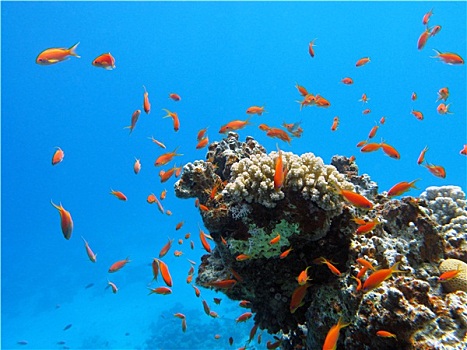 珊瑚礁,异域风情,鱼,热带,海洋