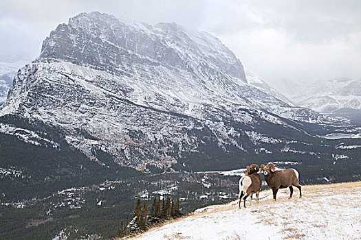 大角羊,雪中,冰川国家公园,蒙大拿