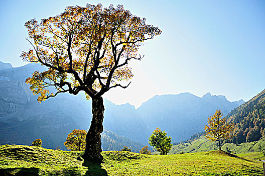 大槭树,树,高山,靠近,山脉,提洛尔,奥地利,欧洲