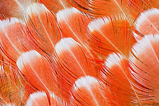 红色,美冠鹦鹉,臀部,羽毛