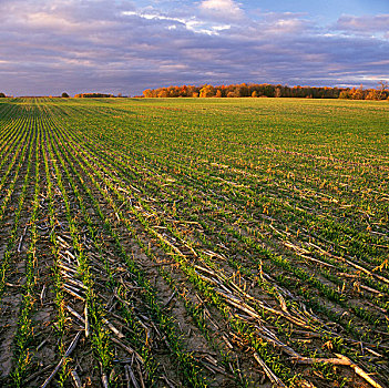 农业,地点,早,生长,小麦,谷物,玉米,茬地,晚霞,安大略省,加拿大
