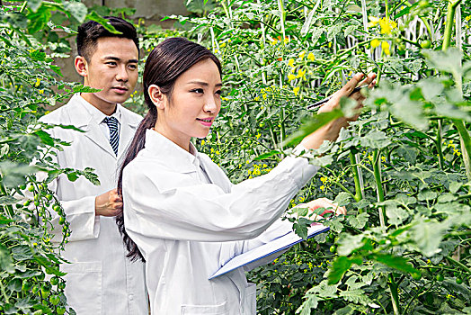 正在大棚里进行科学研究的青年男女