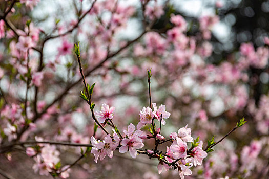 桃花