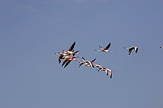 小红鹳,群,飞行,纳库鲁湖,肯尼亚