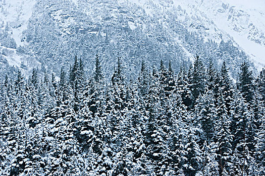 针叶树,树林,雪中,雾,山,背景,阿拉斯加,美国