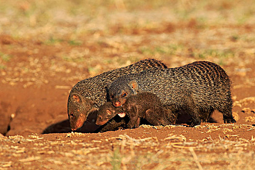猫鼬,成年,幼仔,颈部,咬,群,克鲁格国家公园,南非,非洲
