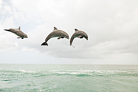 三个,宽吻海豚,跳跃,室外,海洋