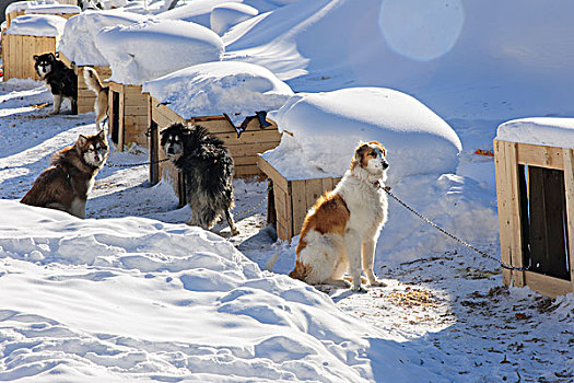 雪地里一群雪撬犬