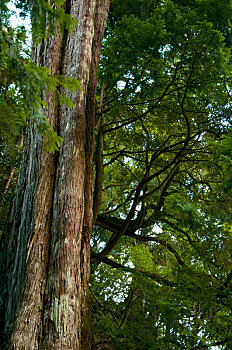 台湾拉拉山国家森林保护区,巨大的千年神木