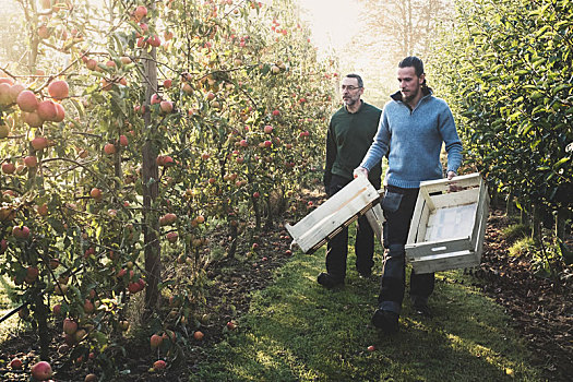 两个男人,走,苹果园,木质,板条箱,苹果丰收,秋天