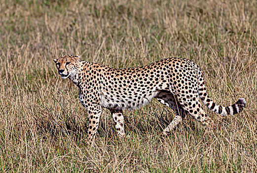 印度豹,猎豹,马赛马拉国家保护区,肯尼亚,东非,非洲