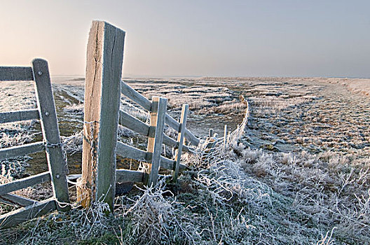 霜,遮盖,牛,栅栏,冬天,北方,湿地,英格兰,英国,欧洲