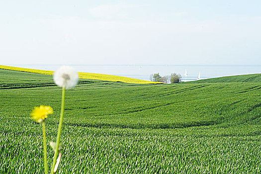 风景,油菜地,乡村,靠近,波罗的海岸