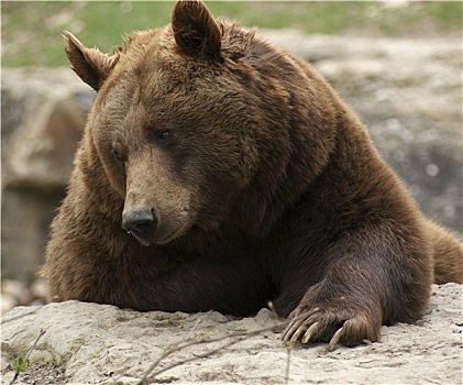 棕熊,侧面