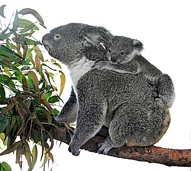 树袋熊,幼兽,喂食,桉树,树,昆士兰,澳大利亚
